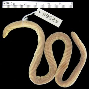 Media type: image; Herpetology R-42866